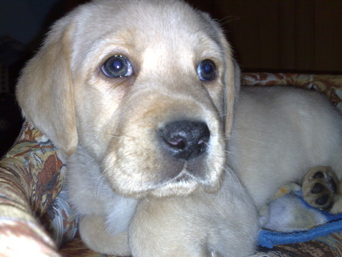 Kargo