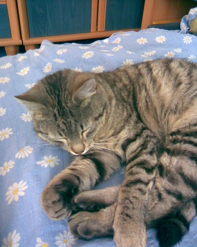 KOCIACZEK 