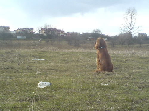 Wpis cichoczerwona