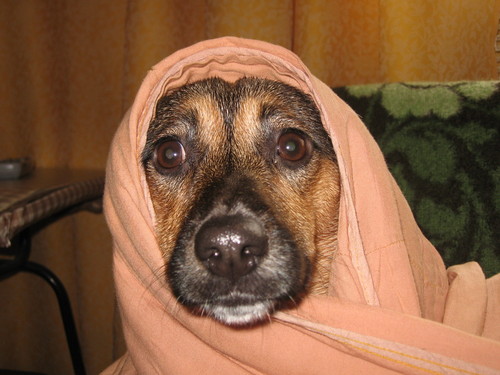 Drzyrzownica