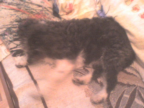 Mj Piesek.,..