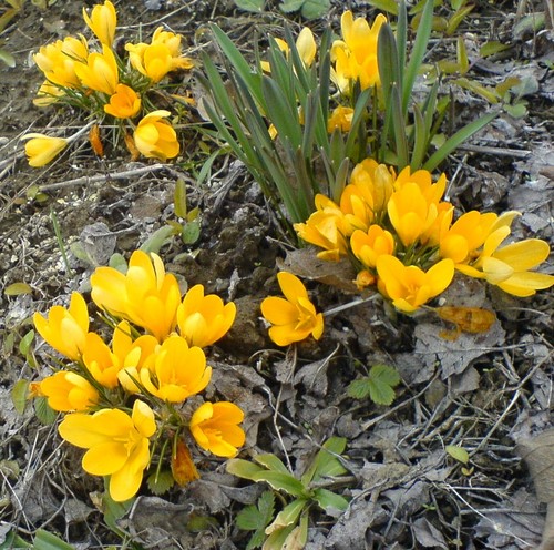 Wpis cichoczerwona