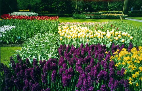 Flower's