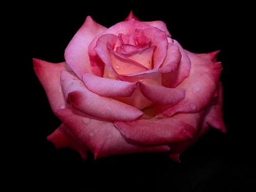 rose;*