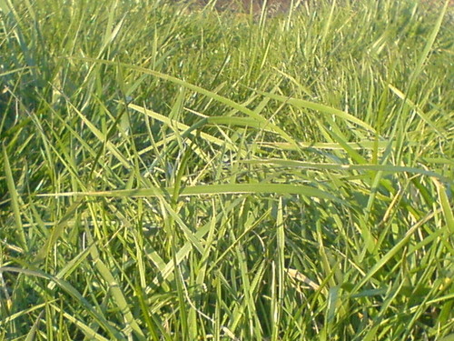    ...trawka:D:D