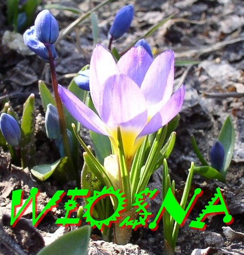WIOSNA