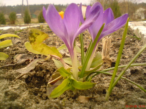 Dziurawy Parasol