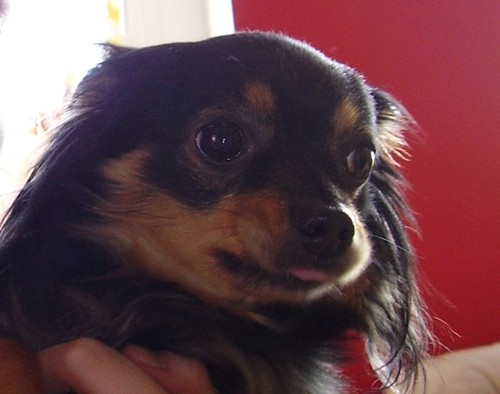 moja CHICHUACHUA