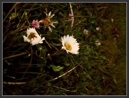 Wpis cynamonoweemarzenia