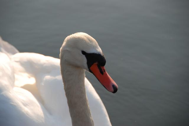 Natura