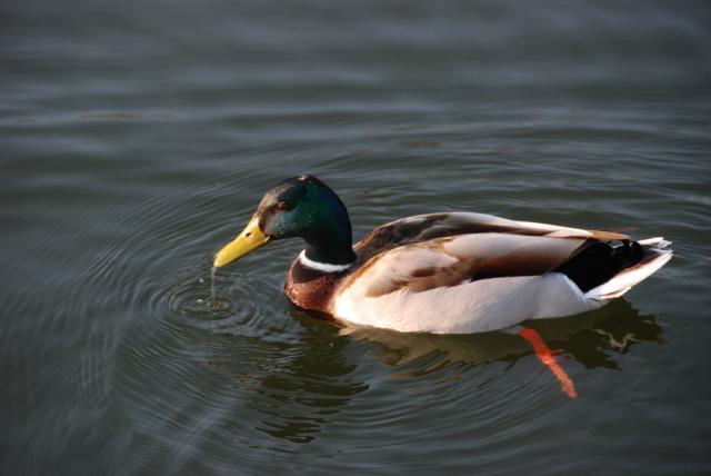 Natura