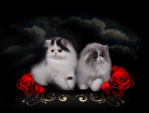 ^^Normal^^i^^pozytyw^^