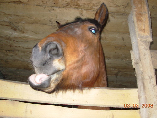 Kalinka. Wariatka ;P