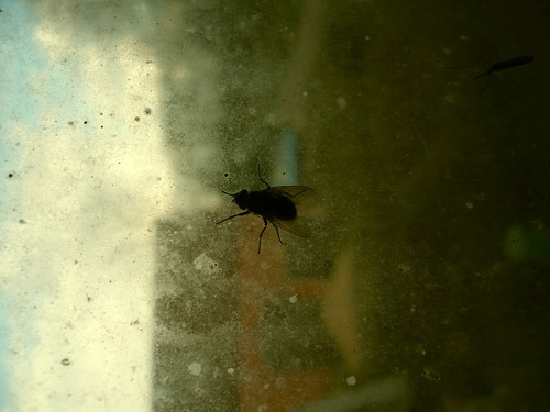 Wpis cynamonoweemarzenia
