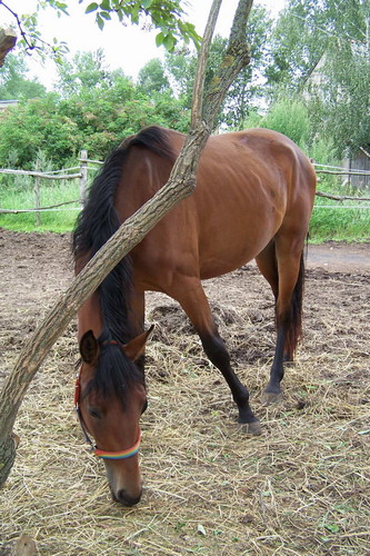 Frezja.