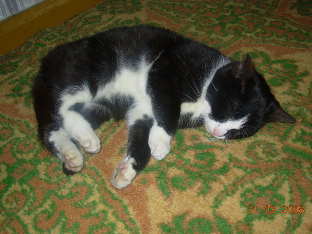 Puma..piocha. ;p