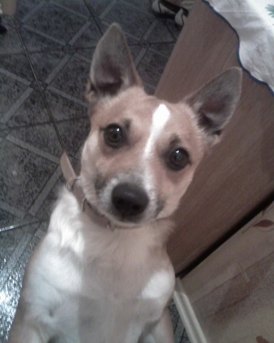 BOBI ! !