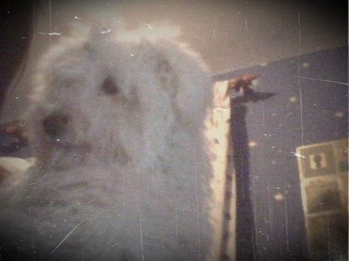 waldi xD