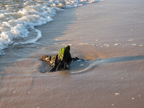 seehund