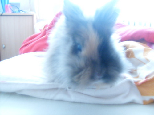 Wpis zmiijka