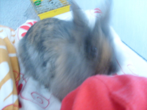 Wpis zmiijka