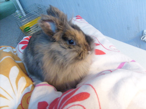 Wpis zmiijka