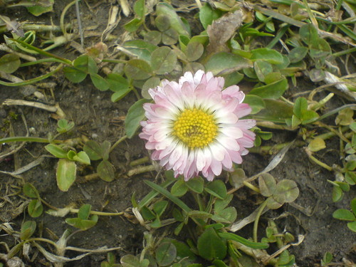 Wpis cichoczerwona