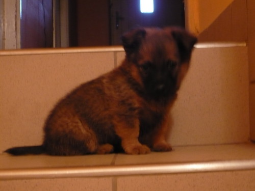 Moje drugie kochanie :**