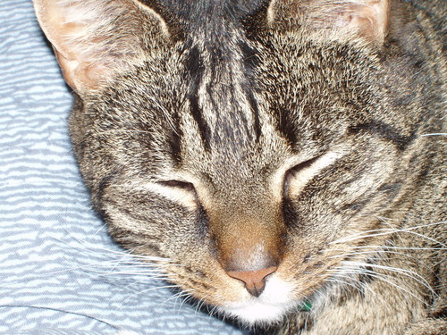 Ryycha