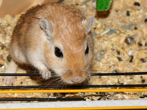 Iga :)