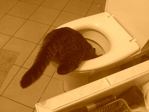 'Pussy'cat