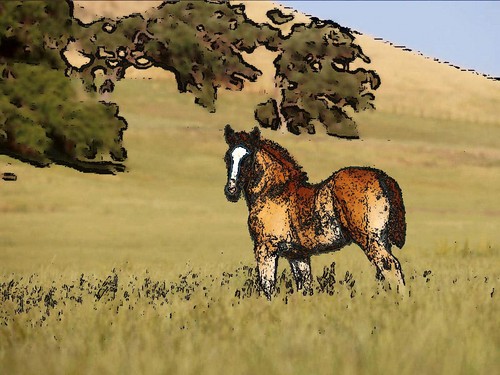 Konik po przerbce.