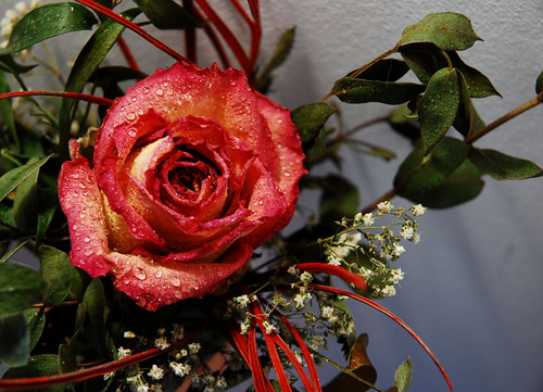 rose
