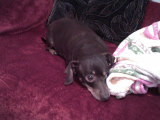 ruda