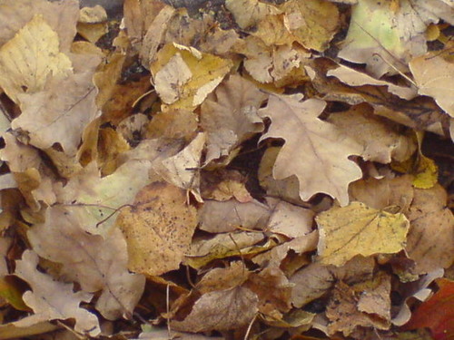 maple's leaves