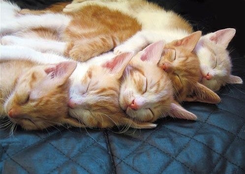 cats