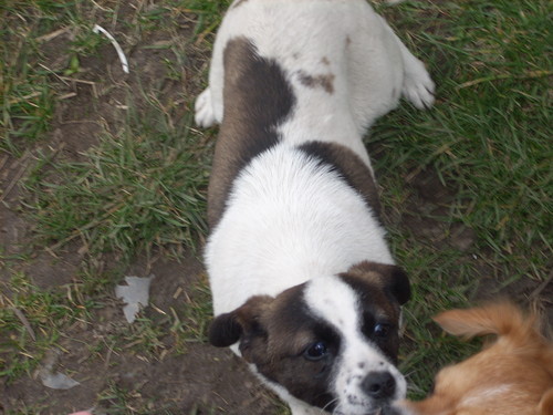 Piesek :)