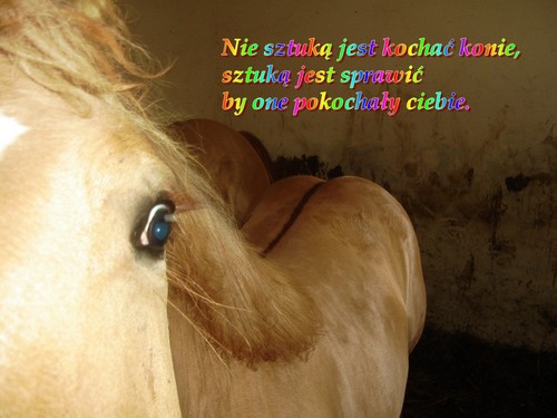 Konik.