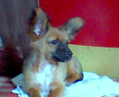 kajtuss