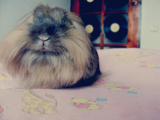 Wpis aska20