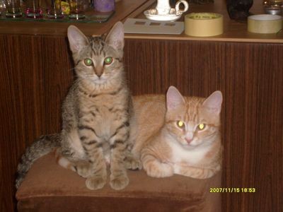 Winston i Weston