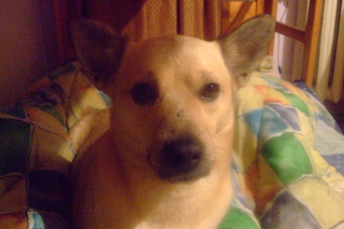 Wpis piessonia