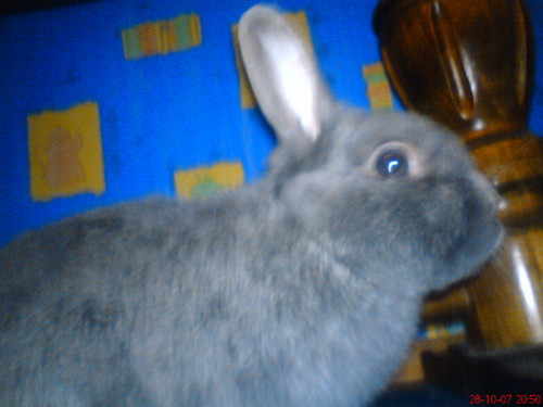 KROLIK:)