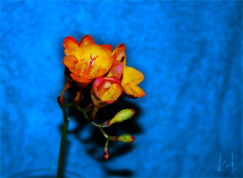 orange&blue