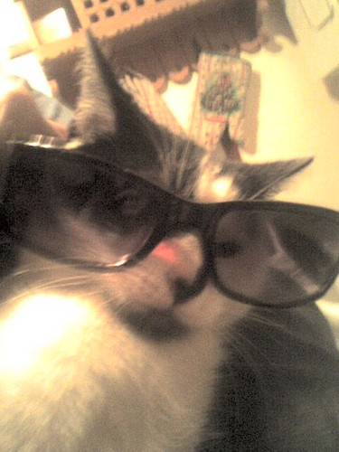 Kicia w  okularkach .... xD
