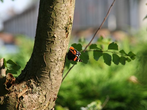 Little Buterfly