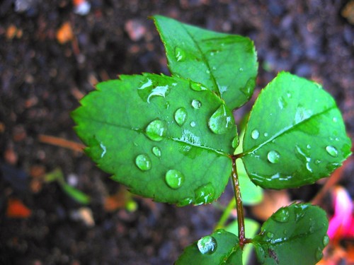 Leaf is cry