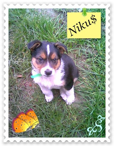 Niku$