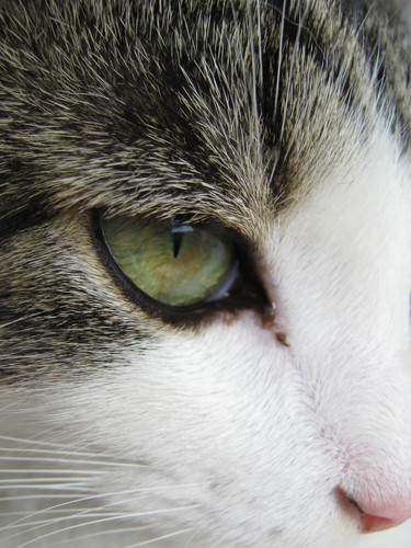 Kicia :)