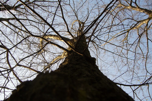 Wpis pseudoona